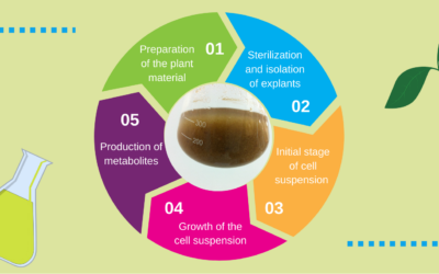 All About Plant Cell Suspension Cultures: What Is It and How to Establish It