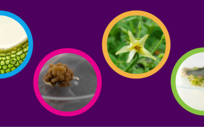 All About Plant Explants and Calli – A Quick Overview