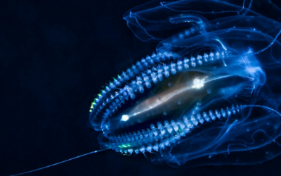 Colorful Life under the Sea from Bioluminescence to Ultra Black