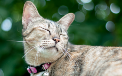 How Catnip Takes Cats to their Happy Place