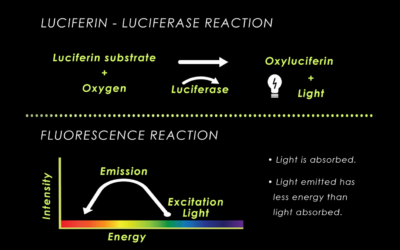 How Different Luciferin-Luciferase Systems Are Used In Biotechnology