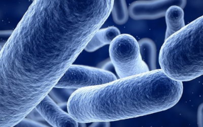How Predatory Bacteria Could Help Us Defeat Harmful Bacteria