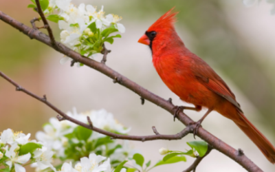 How the Northern Cardinal Gets So Red