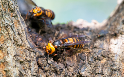 Murder Hornets: The Bee-Killing Hornet