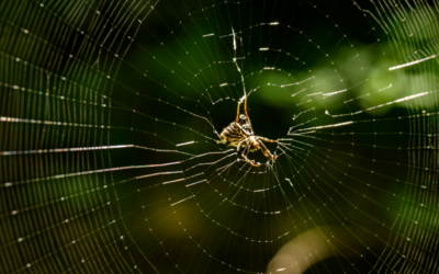 Synthetic Spider Silk Production: Finding the Eco-Friendly Biofactory