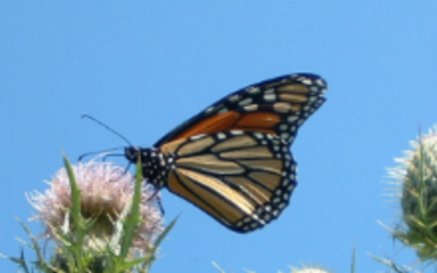 The Extraordinary Monarch Butterflies