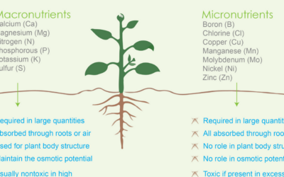 The Recipe for Plants: Strategies for Cell Culture Media Preparation