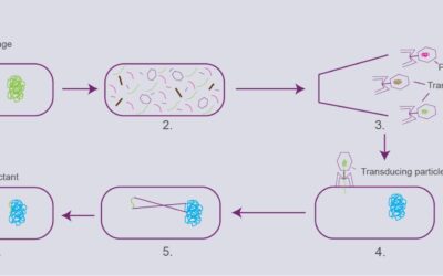 Transduction and Lambda Red Overview