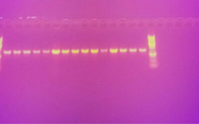 Troubleshooting DNA Ladders