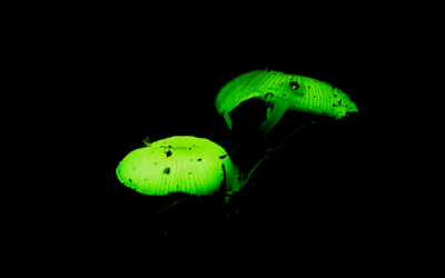 Uncovering the Mystery Behind Glow-in-Dark Fungi