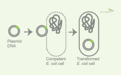 Understanding Competent Cells for Bacterial Transformation