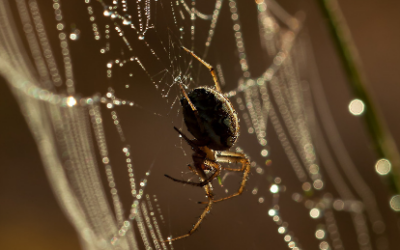 Unraveling the Mysteries of Spider Silk