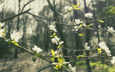 ​  Why Are Bradford Pear Trees a Problem? Are They Really That Invasive?